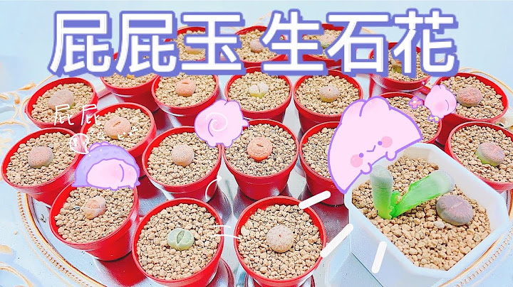 手撕多肉屁屁玉超疗愈｜生石花小白的第三课｜办公室植栽系列｜MiSo闺蜜日记 Mindy Vlog - 天天要闻