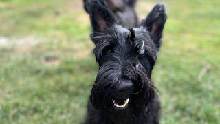 Scottie Dog and Cairn Terrier | Daddy’s birthday! 🎁🎈 by Ruby and Rory 1,806 views 11 months ago 4 minutes, 12 seconds