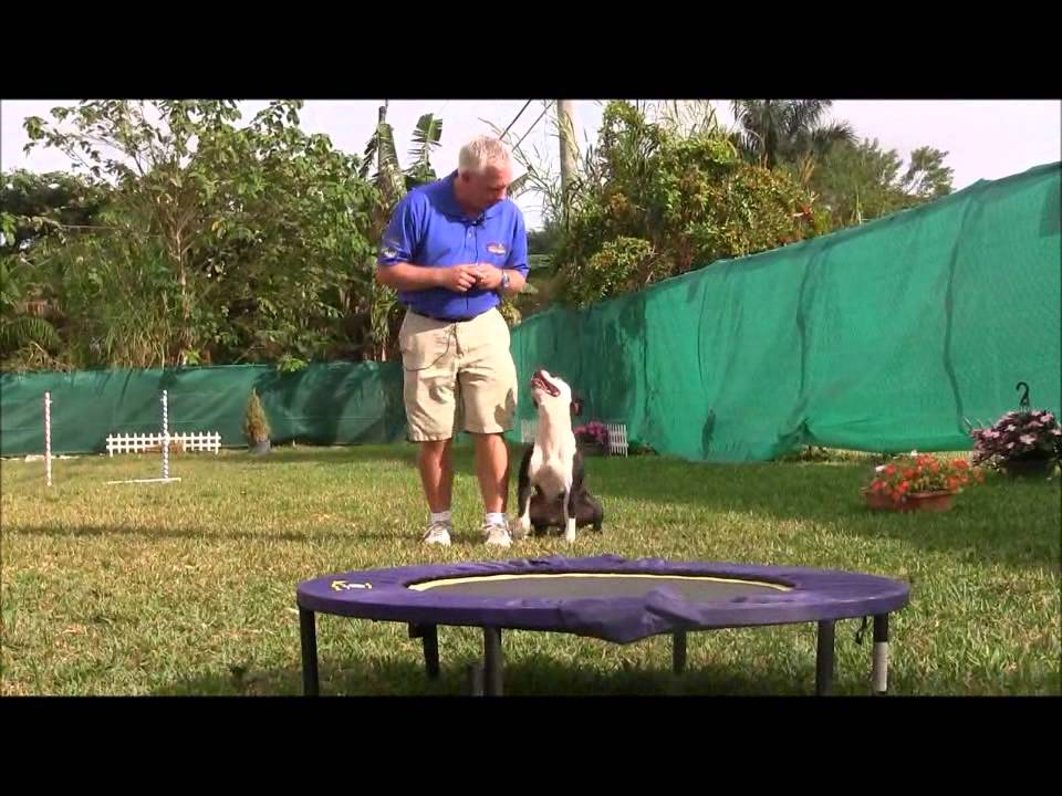 Super Dog Aggressive Pitbull Becomes a Model Citizen