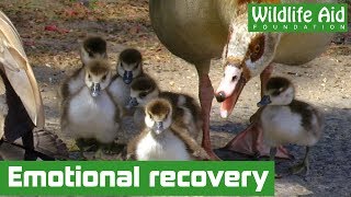 When it all goes wrong  Amazing goose rescue