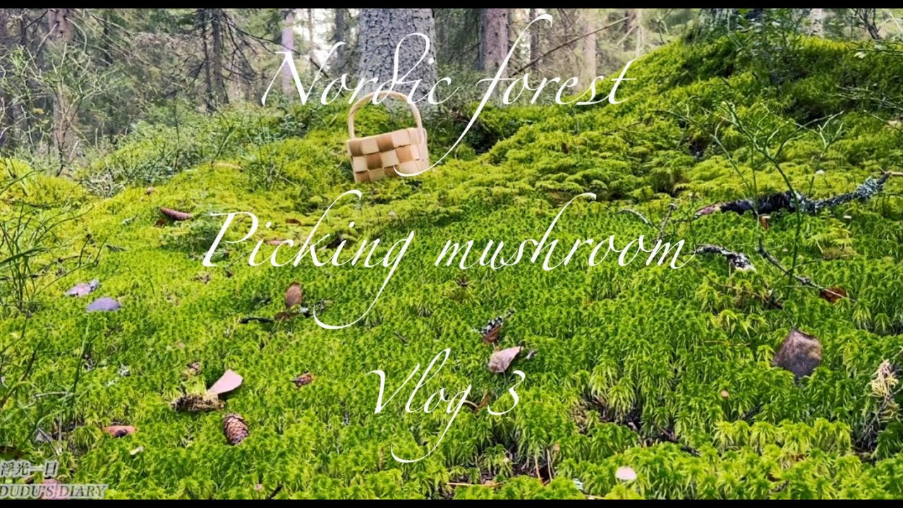 Nordic forest | a refreshing breeze + autumn treasure 【治愈】软欧面包+奶油蘑菇汤|满满负离子+秋日的馈赠|北欧蘑菇