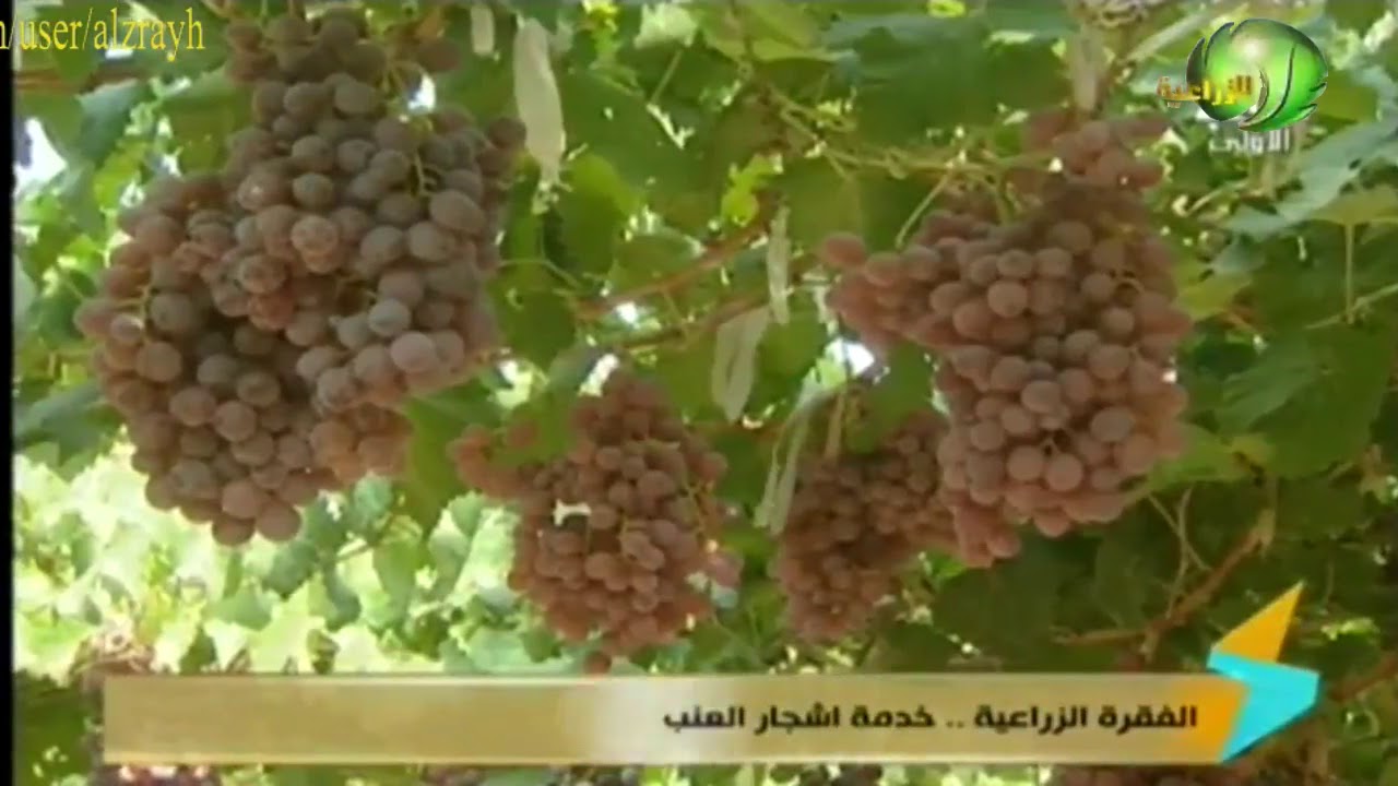 زراعة عنب كنج روبى المميزات وانتاج الفدان والخدمة اثناء جمع المحصول