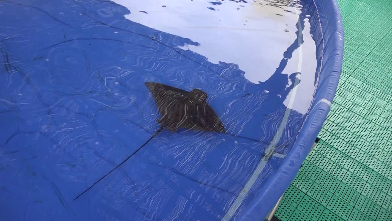 トビエイかな エイのタッチングプール シーワルドホテル前 シャチさんに会いに鴨川シーワールド Youtube