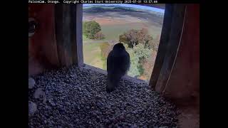 Ledge Camera -FalconCam Project LIVE