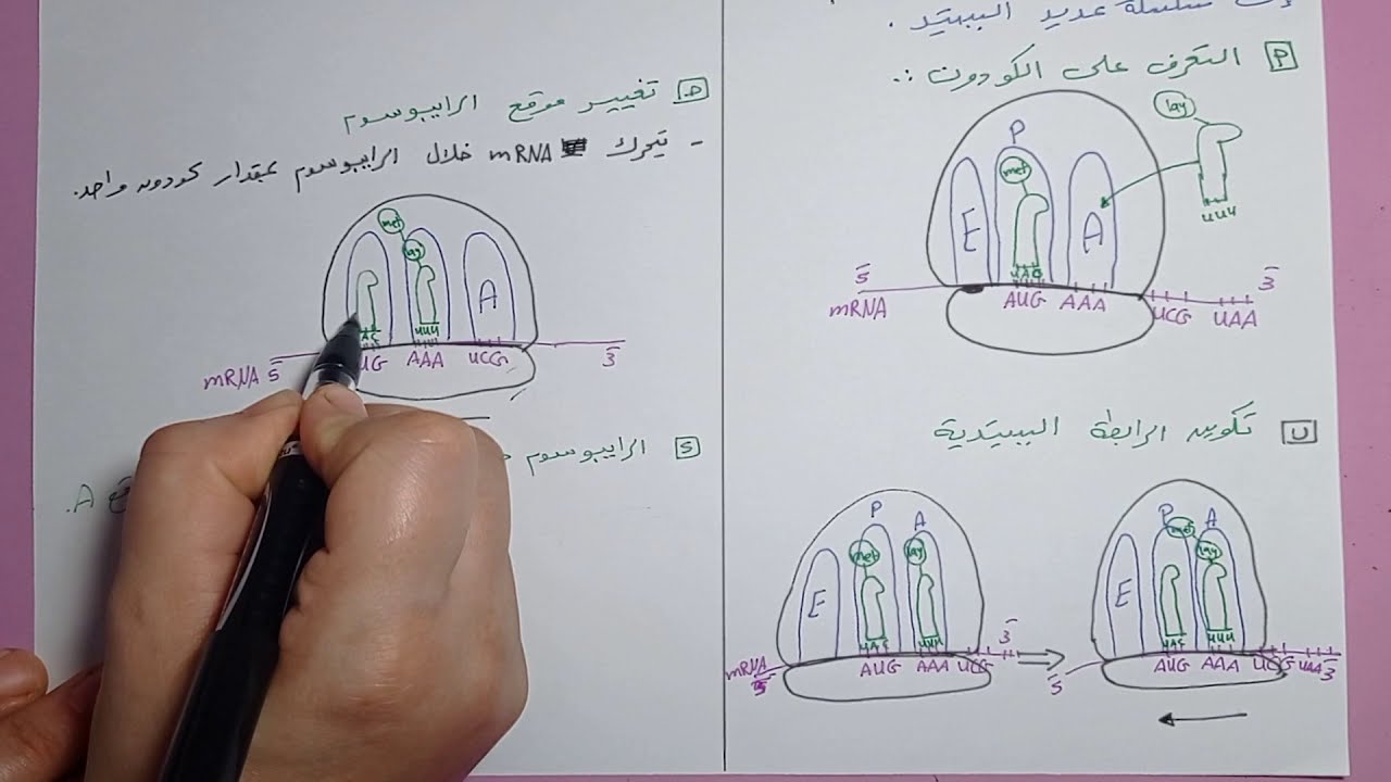 عملية الترجمة