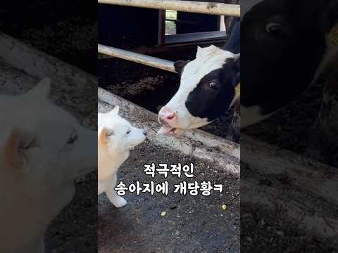 소들에게 인기스타견 <strong>여우</strong> ㅋㅋㅋ