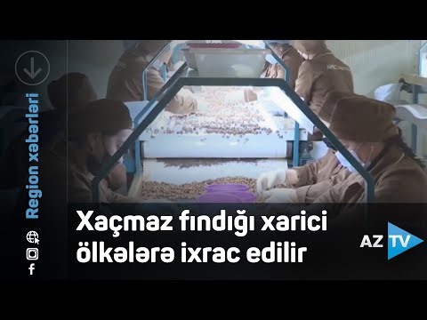 Xaçmaz fındığı xarici ölkələrə ixrac edilir