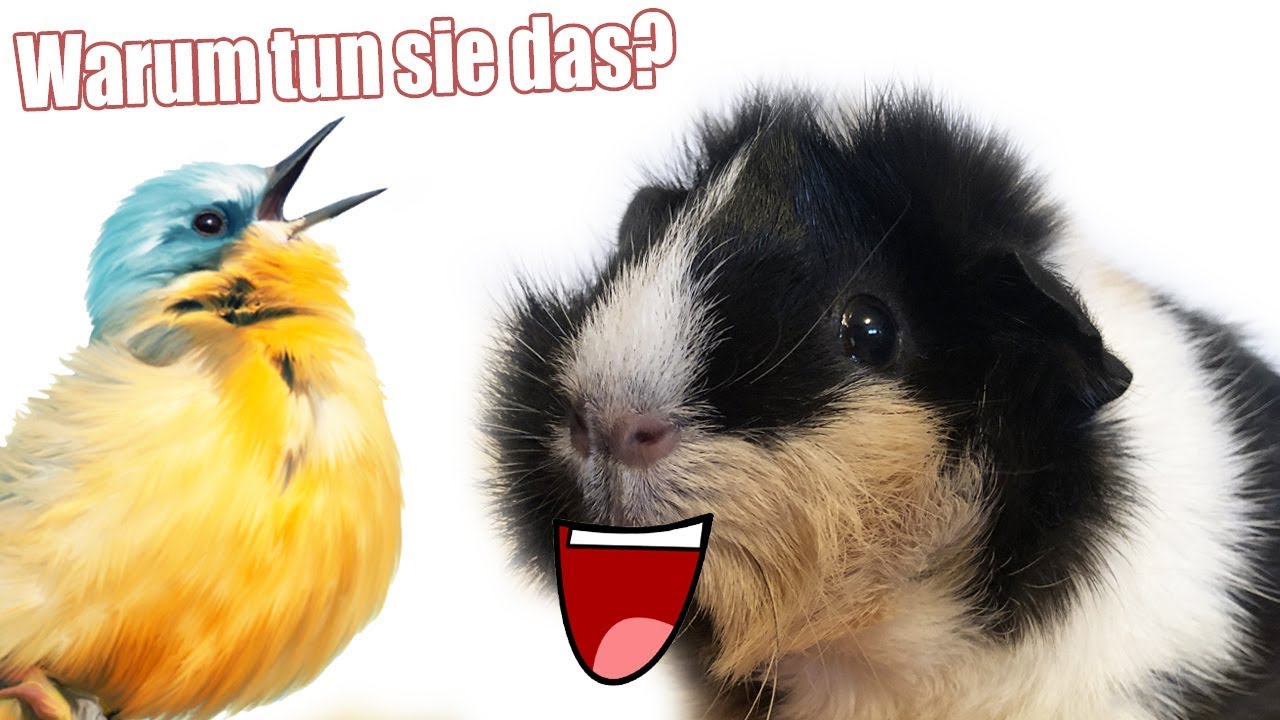 Warum Zwitschern Meerschweinchen Wie Vogel Seltenes Gerausch Die Meeries Youtube