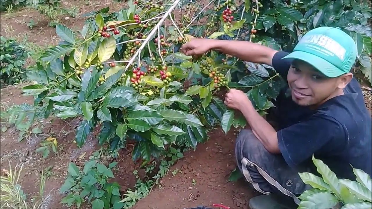 Kopi Garut Panen Kopi Arabica Di Kebun Mang Uje Cimasuk 1200 Mdpl 