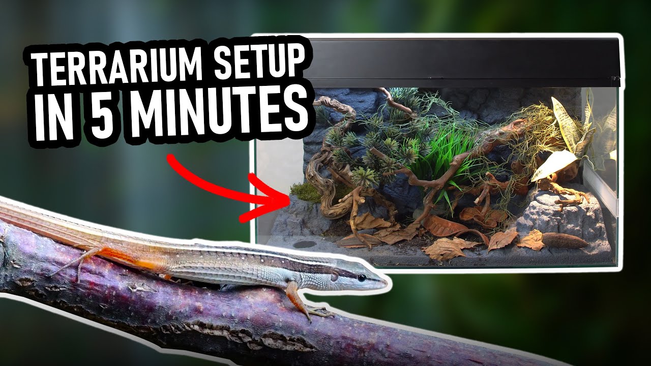 Terrarieneinrichtung in 5 Minuten – Scape It Easy von Lucky Reptile