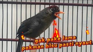 suara poksay Mandarin gacor ampuh terbukti mampu bikin poksay Mandarinmu gacor seketika