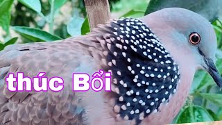 Download Lagu Tiếng chim cu gáy giọng đồng  gọi hay mới nhất 2021