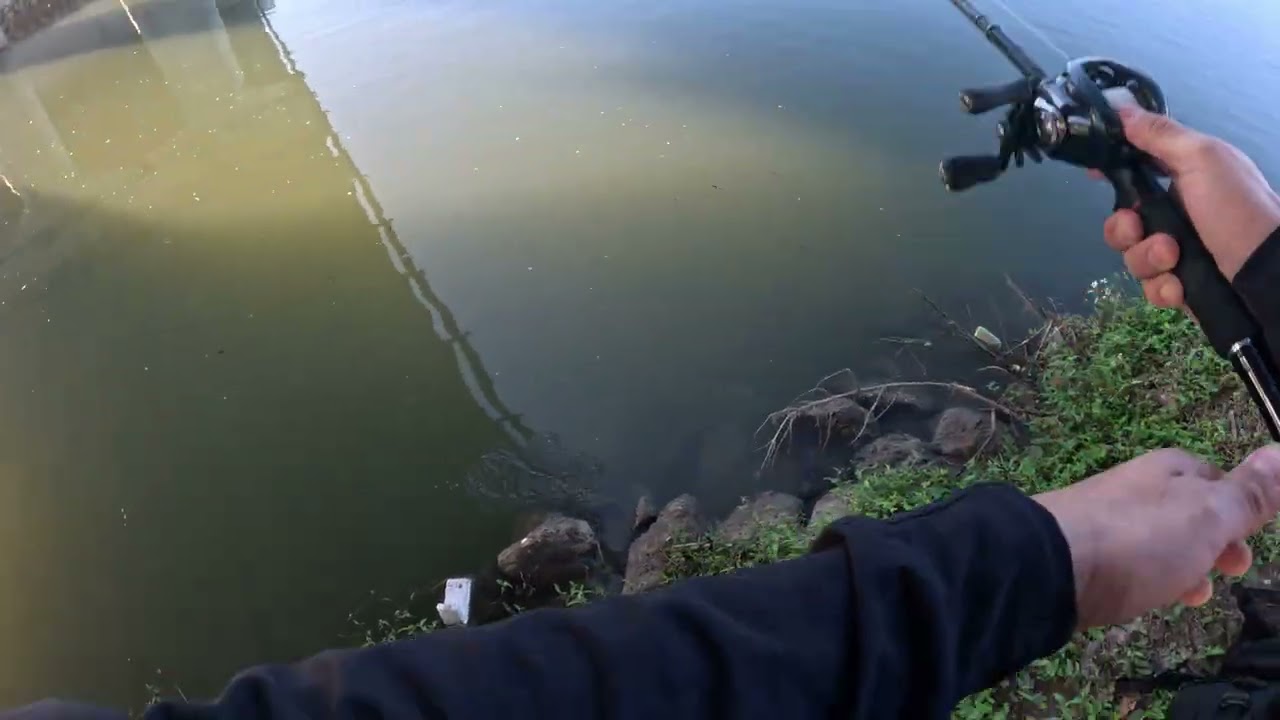POV: You're Bike-Fishing for Bass in a Texas Bayou (Shimano DC & Megabass Lures)