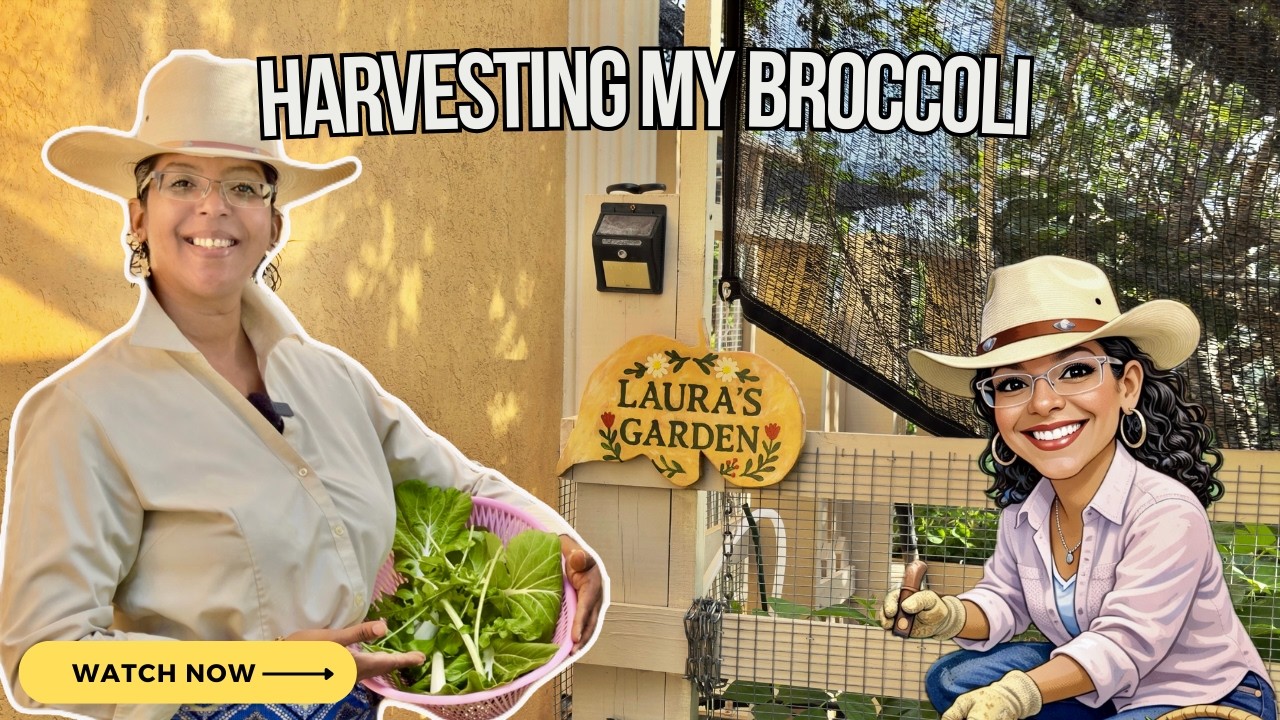 Harvesting My Broccoli |  Garden Progress 97 |Episode 233