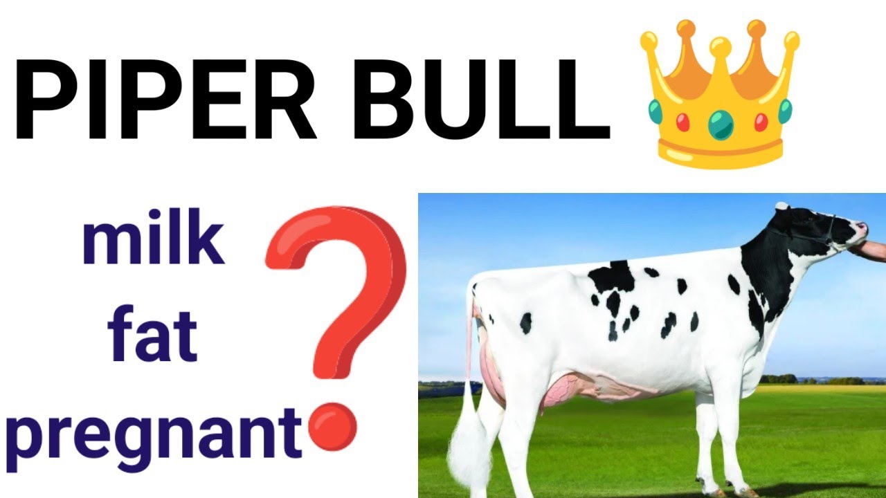 abs piper bull complete details