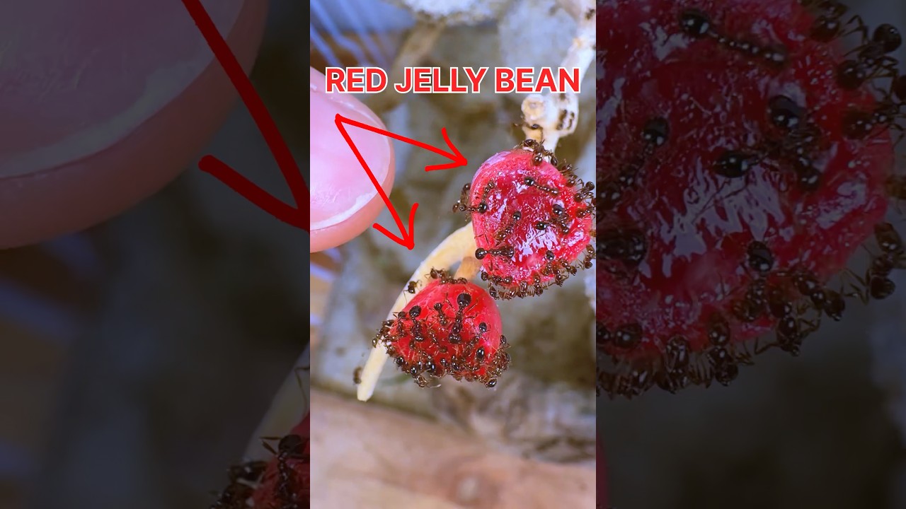 МУРАВЬИ ПРОТИВ КРАСНЫХ МАРМЕЛАДЕЙ!!