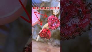 Ants Vs Red Jellybean