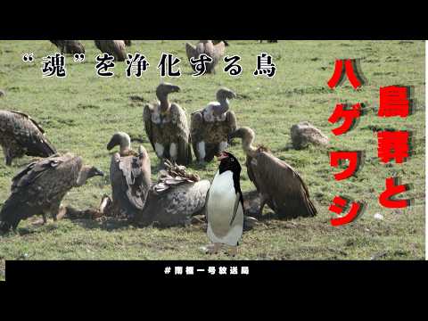【南極一号放送局】鳥葬とハゲワシ　”魂”を浄化する鳥
