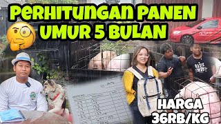 Perhitungan KEUNTUNGAN DAN BIAYA PANEN BABI 5 EKOR UMUR 5 BULAN. Peternakan Babi Di Bali Pig Farm