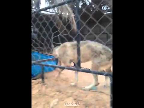 ههههههههه ياذيب لاتاكل الذيب