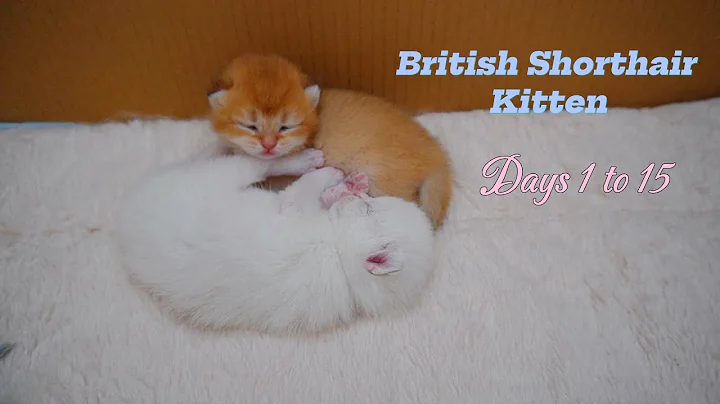 Video 8602661: adorable british shorthair, british shorthair baby, adorable kitten, kittens growing