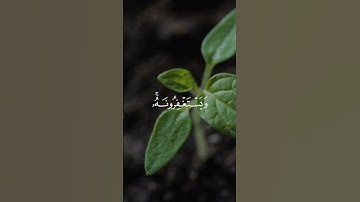 سورة المائدة 74 | عبدالرحمن مسعد