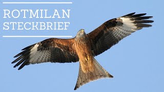 Rotmilan  Steckbrief [Aussehen, Ruf, Verbreitung und mehr]