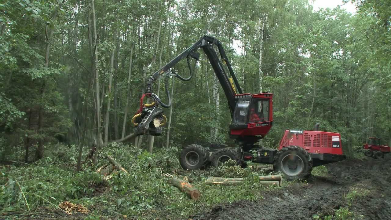 Russian Forestry 50