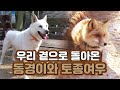 전설의 동물, 동경이와 토종여우가 돌아왔다! [녹색의 꿈] / YTN 사이언스