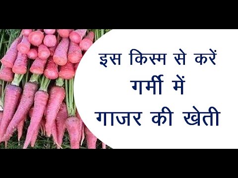 वीडियो: गाजर: गर्मी की फसलें