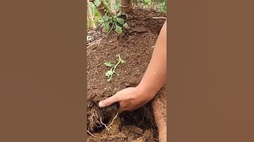 tools and techniques to pull cassava #shorts