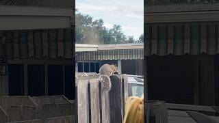 The Squirrel that ponders