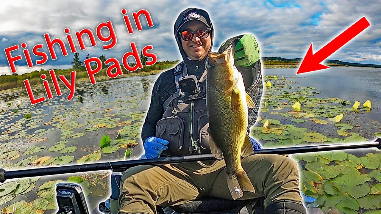 Mastering Shallow Water Bass Fishing in Lily Pads