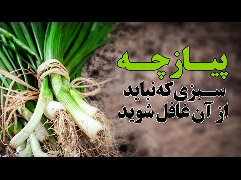 پیازچه بهترین درمان برای ...