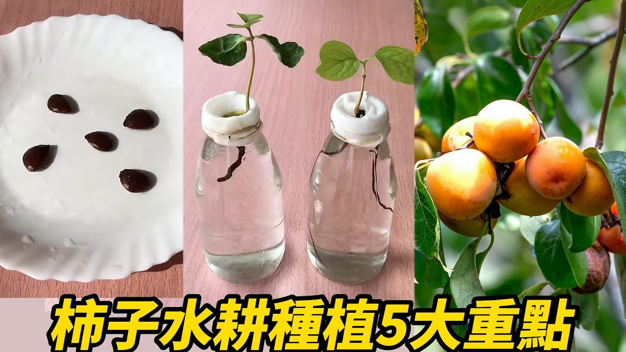 柿子水耕種植5大重點 | Five key points in hydroponic planting of persimmons