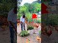 Natural Chicken Farming🐓🤯#farm