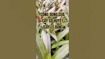 Công dụng của cây sò huyết (cây lẻ bạn) #cothebanchuabiet #kienthucthuvi #kienthuchay #kienthuc