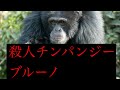 凶悪チンパンジーブルーノの起こした復讐劇【人間狩り？】