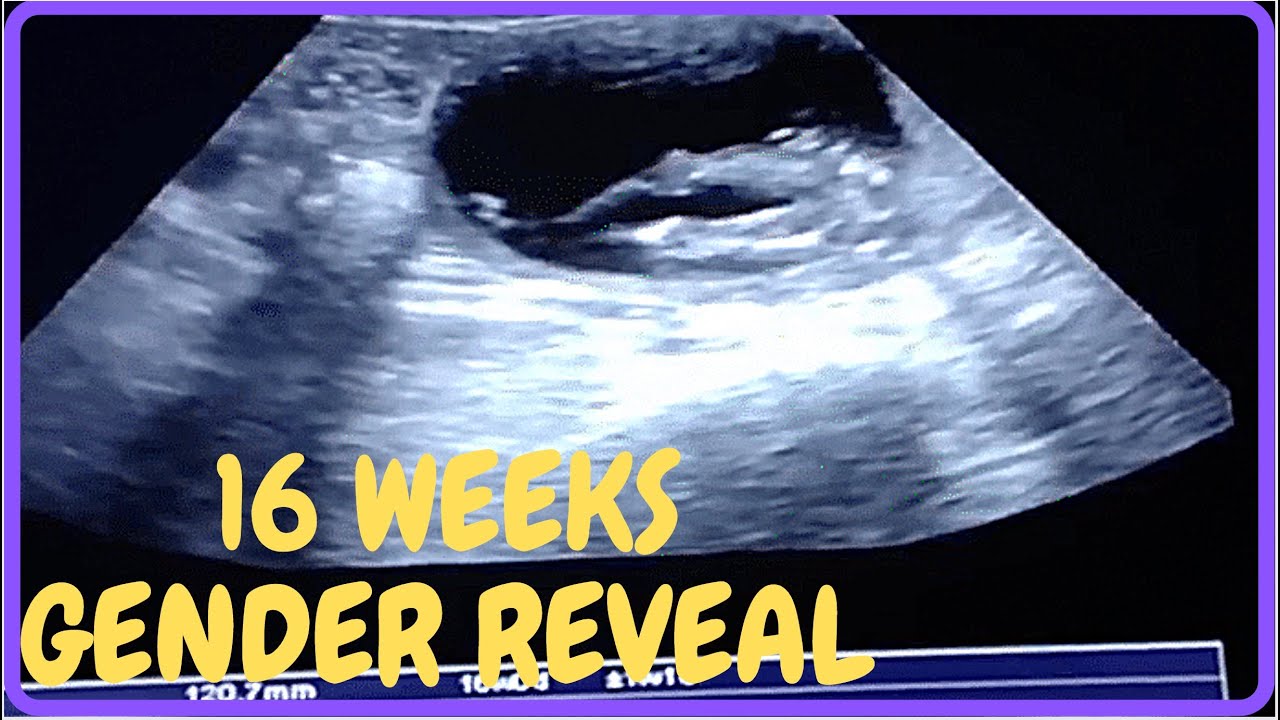 16 WEEKS GENDER REVEAL ULTRASOUND YouTube 16 WEEKS GENDER REVEAL ULTRASOUND YouTube