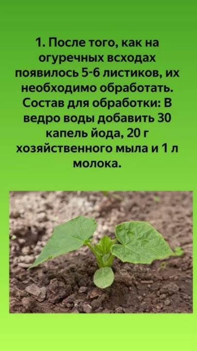 Огурцы Больше Не Будут Болеть и Завалят Урожаем! Простой Рецепт #shorts ...