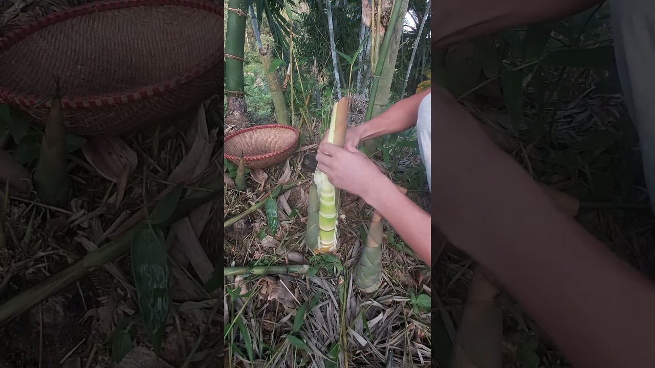 How to harvest bamboo shoots 