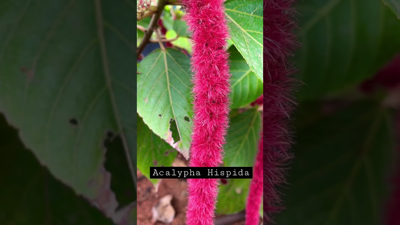 #Acalypha