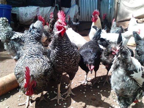 kari-improved-kienyeji-chicken-training-(part-1)-organised-by-homerange-poultry-kenya