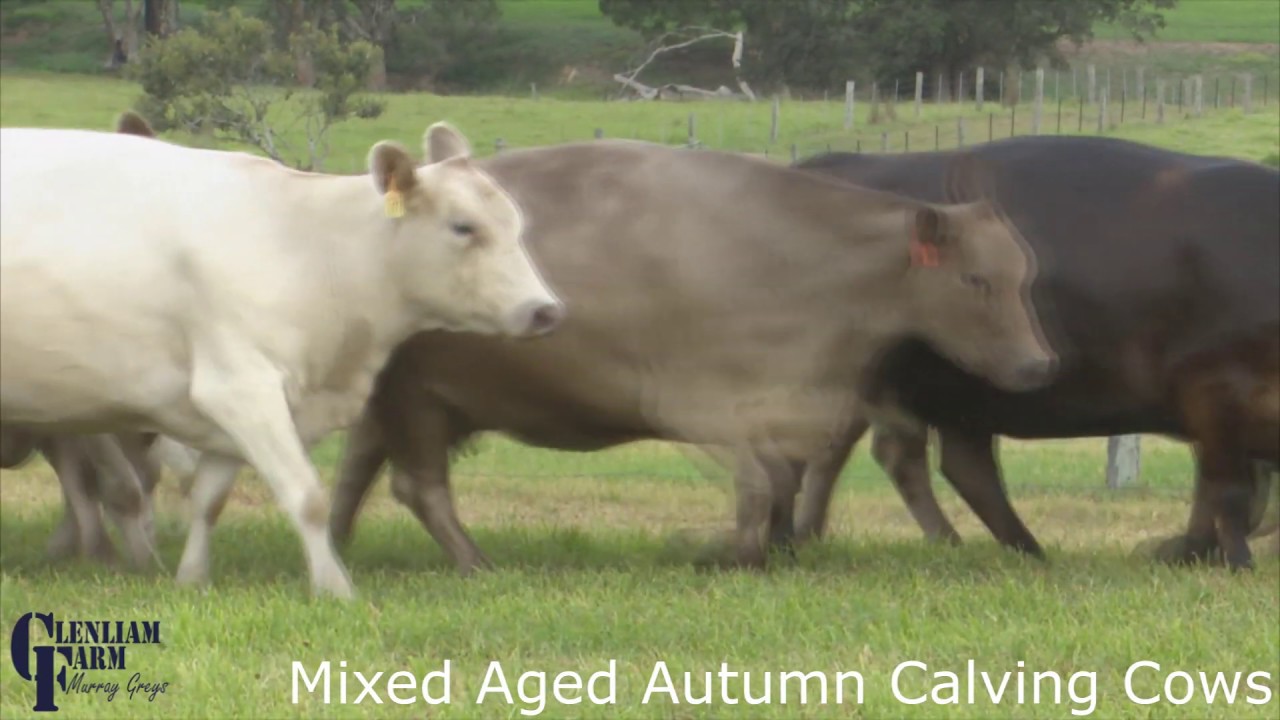 Glenliam Murray Greys Dispersal Mixed Aged Autumn Calving Cows
