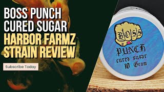 Boss Punch Strain Feature from Harbor Farmz