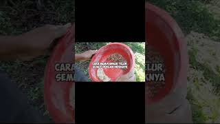 poding untuk burung kicau cara memisahkan telur semut rang2/kroto dari induknya
