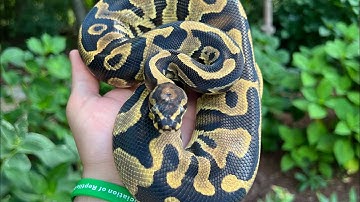 Unboxing New Snakes #ballpython #reptiles #animals #pets #snake #viral #fyp