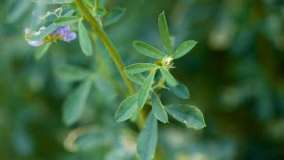 A Desert Oasis | El Paso Alfalfa