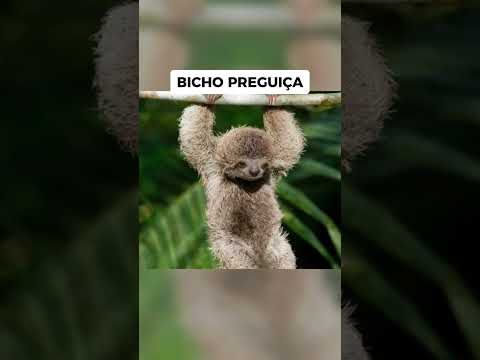 Animais que são