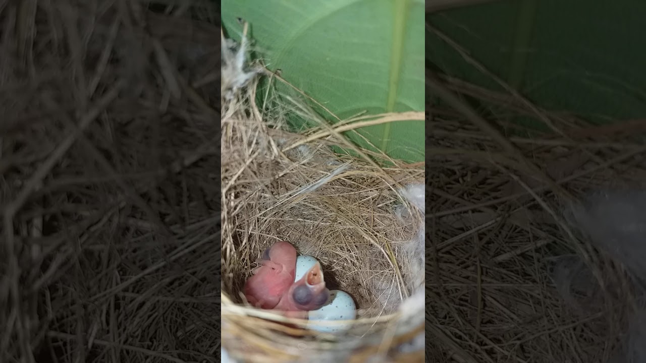 Tailorbird's babies hungry 